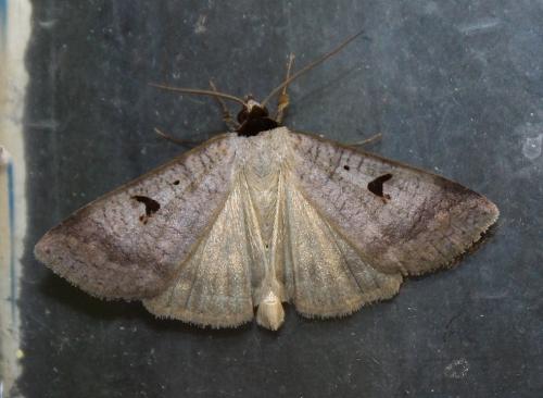 Réf. 216 351 : Lygephila pastinum